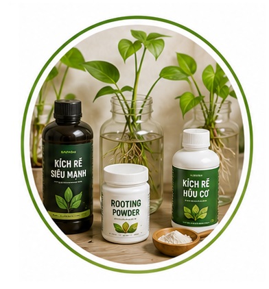 Phân kích rễ và hỗ trợ phát triển bộ rễ cây trồng